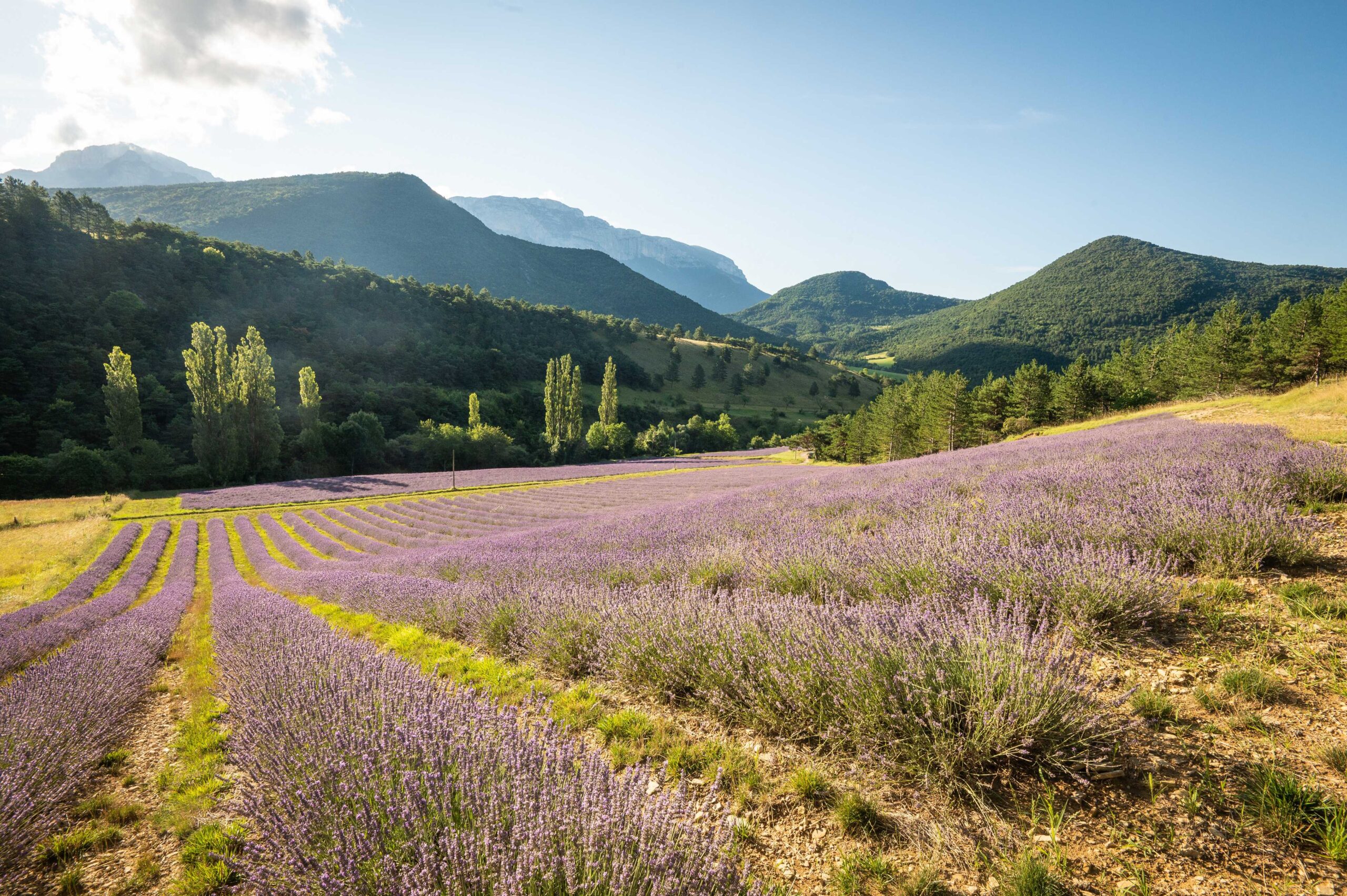 Champs de lavande dans le PNR Vercors Diois, Auvergne-Rhône-Alpes