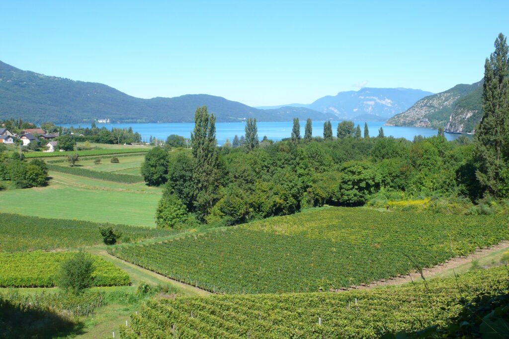 Les vignes du Domaine Jacqueline au bord du Lac du Bourget (73)