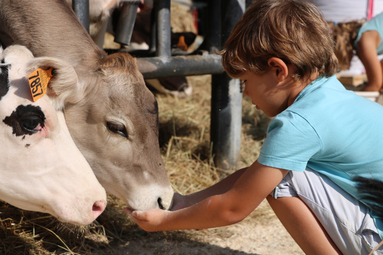 Un enfant caressant des vaches à la ferme du Bessy dans le Roannais