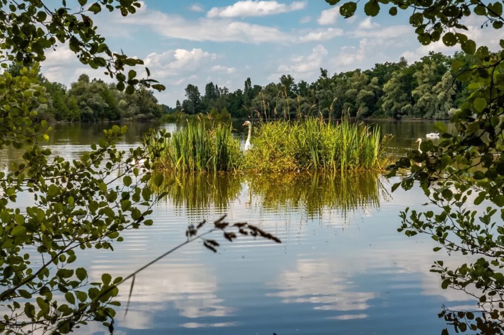 La Gravière aux oiseaux à Mably
