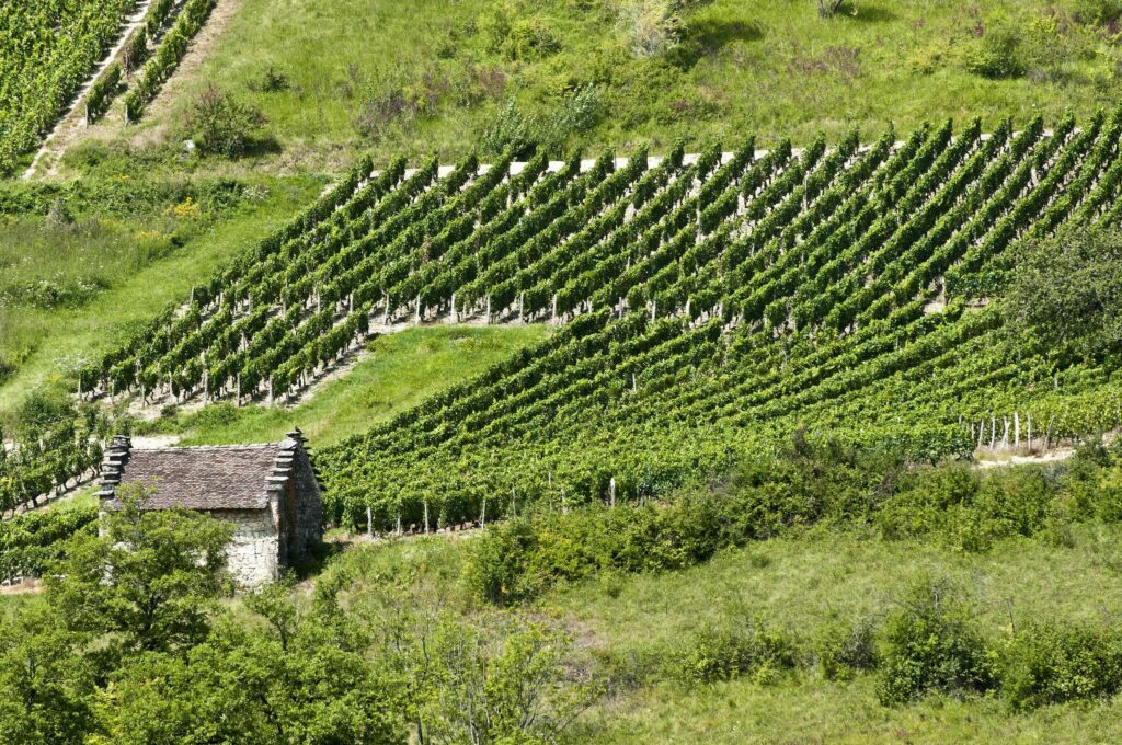 Vignoble autour de Groslée - Bugey (01)