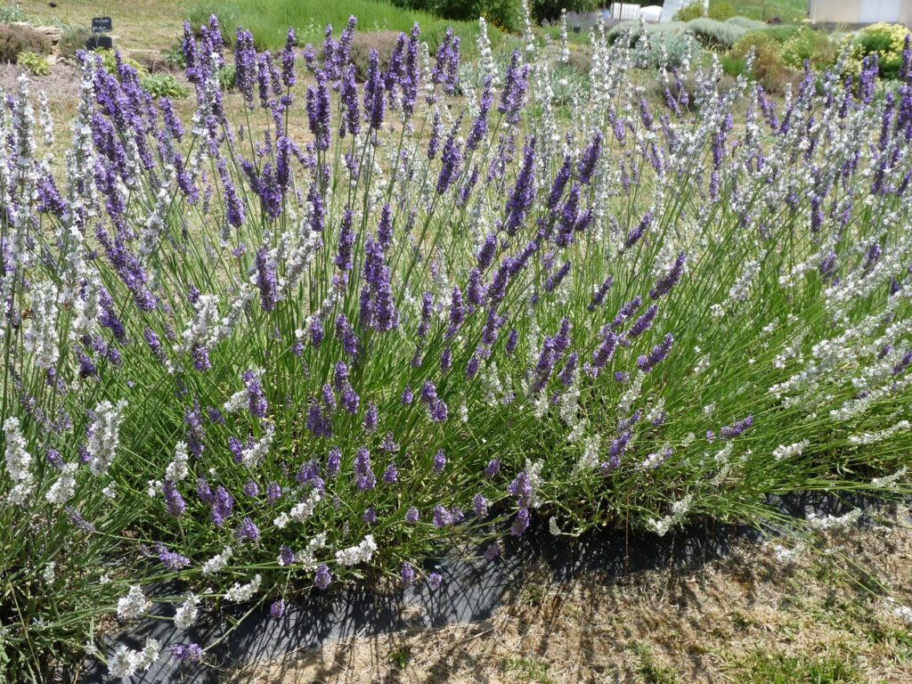 Visite de la pépinière Arom'antique