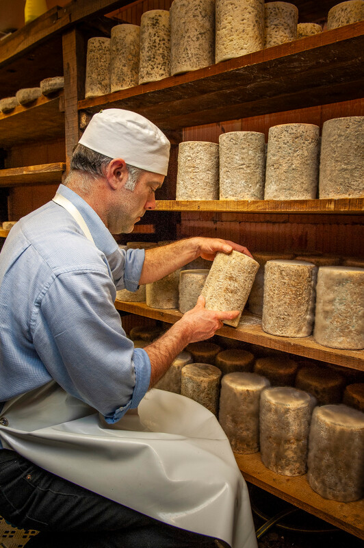Production de la Fourme d'Ambert AOP, ferme des Supeyres (63) Forez